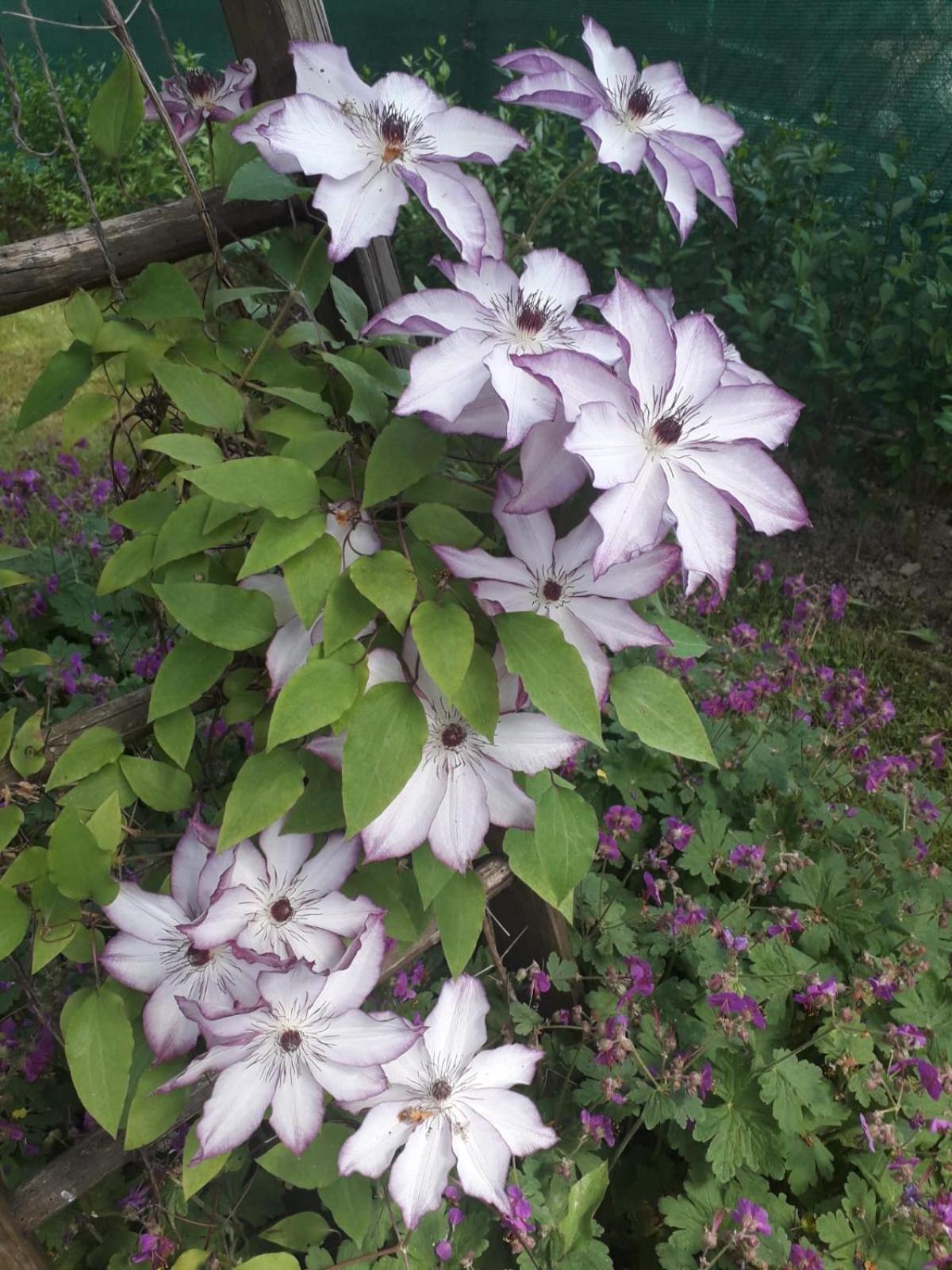 Jesenovec Kuca Za Odmor Bajtica 빌라 외부 사진